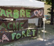 arbre-cache-foret