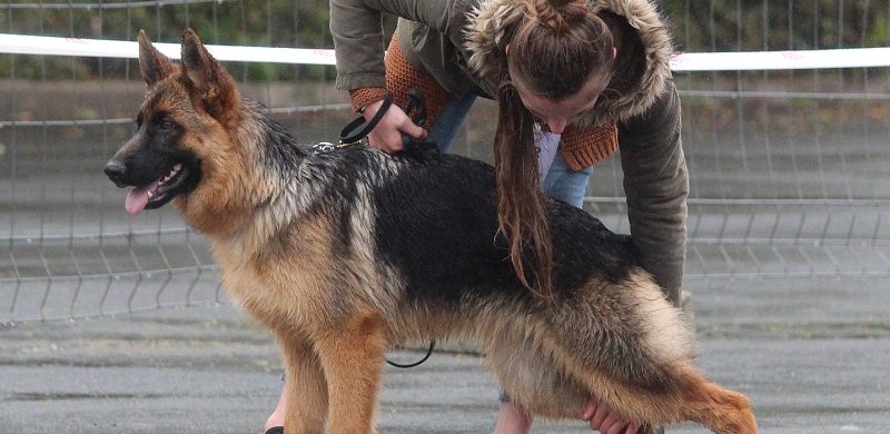 Preparation Aux Expositions Canines Pour Un Berger Allemand Valcreuse