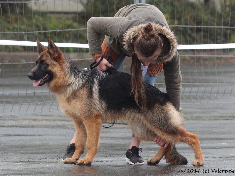 Préparation aux expositions canines pour un berger allemand
