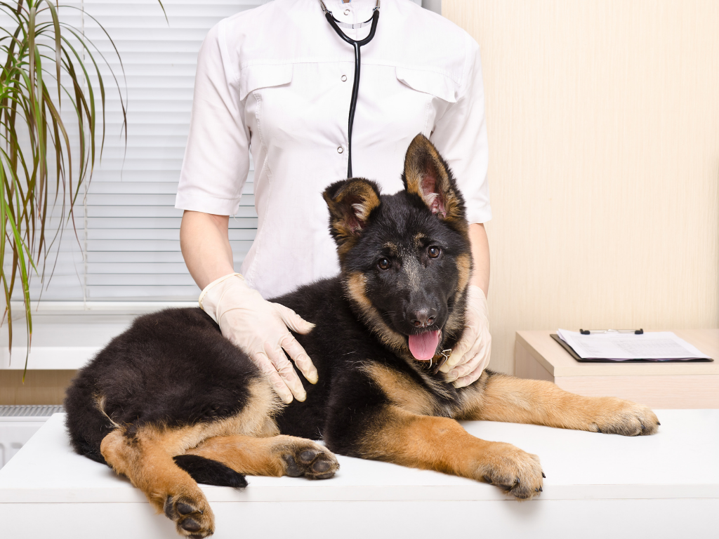 Conseil Vétérinaire - Blog - Test produit : prendre soin des