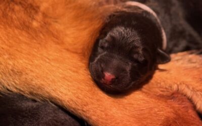 Les bébés de Roxana et Uoko