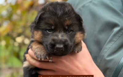 Les bébés de Roxana et Uoko