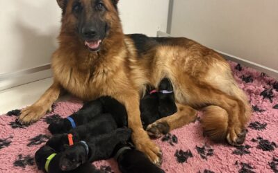 Les bébés de Sofia et Uoko