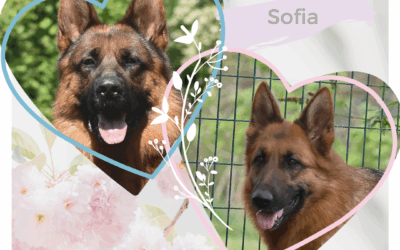 Les bébés de Sofia et Uoko