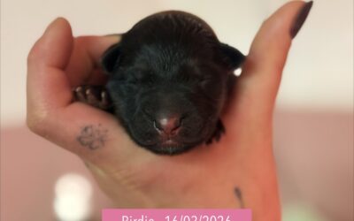 Les bébés de Romane et Rainbow, renouvellement de mariage