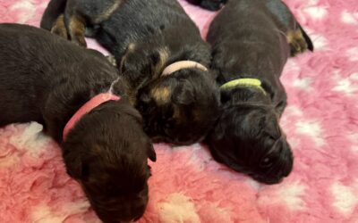 Chiots Berger Allemand LOF nés le 17 octobre 2026 : Utopie x Ragnar
