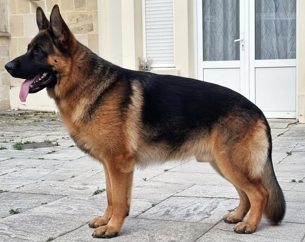 Ragnar von Haus Kenzy, père des chiots Berger Allemand