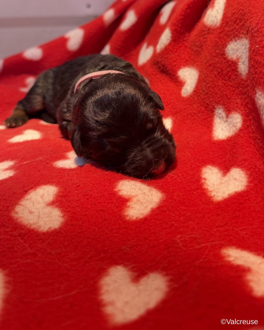 Babeth, chiot Berger Allemand LOF femelle au collier violet, portée Utopie x Ragnar, à 2 jours
