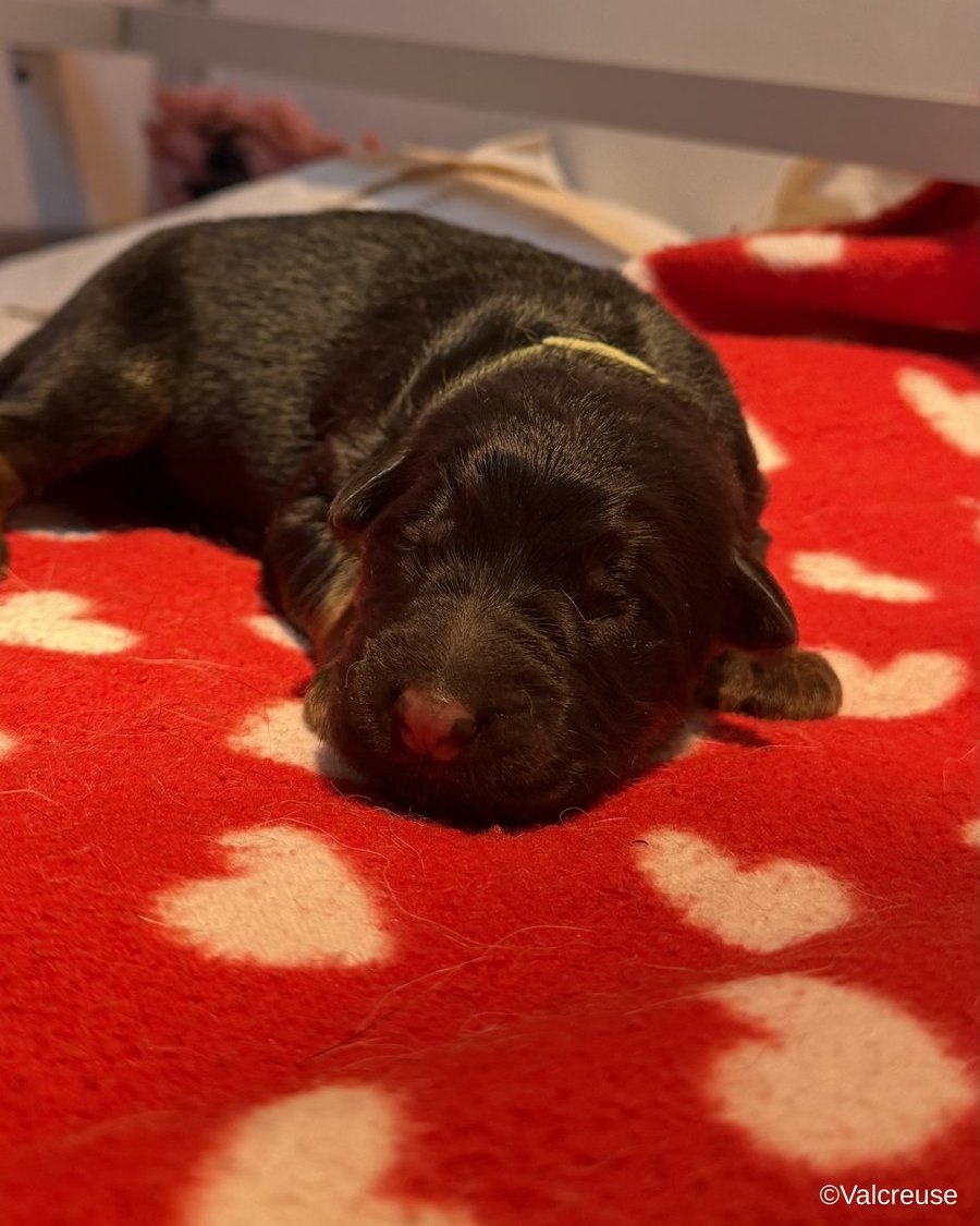 Balto, chiot Berger Allemand LOF mâle au collier vert, portée Utopie x Ragnar, à 2 jours