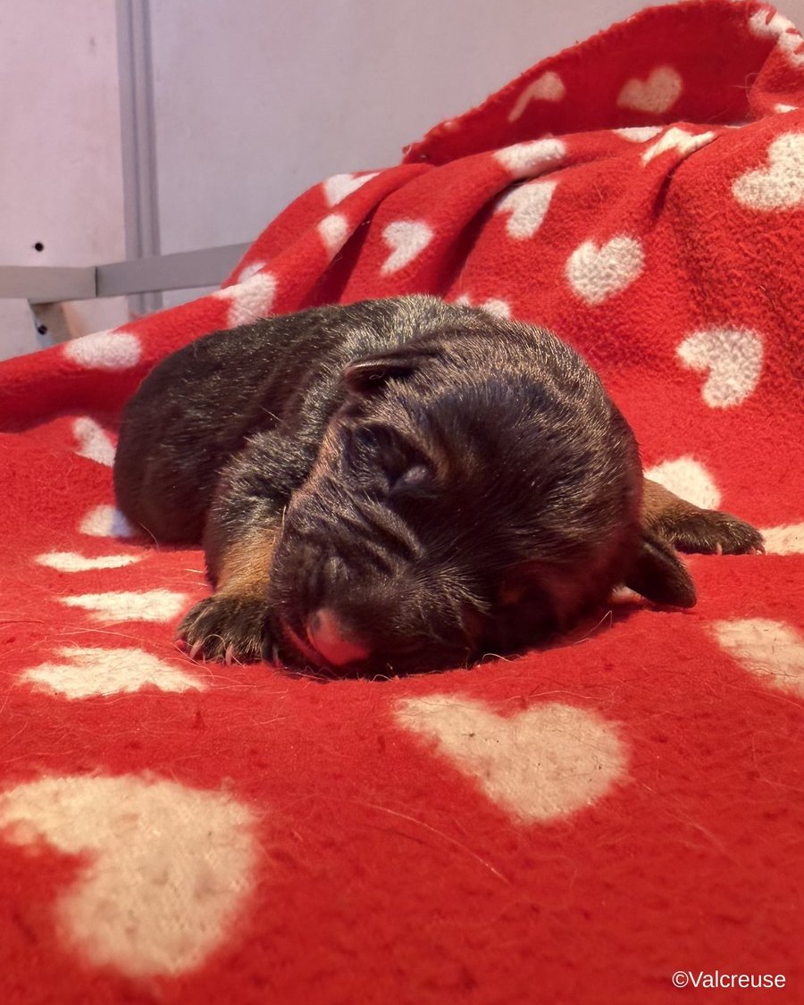 Bambou, chiot Berger Allemand LOF femelle au collier orange, portée Utopie x Ragnar, à 2 jours
