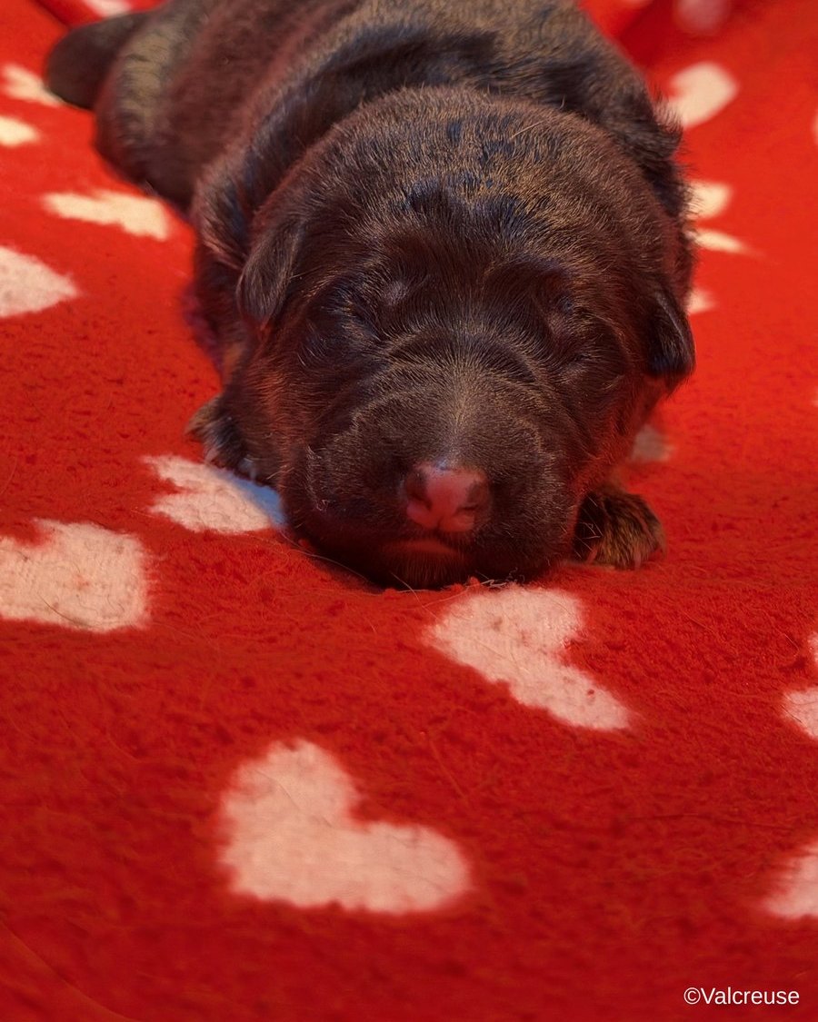 Basil, chiot Berger Allemand LOF mâle au collier jaune, portée Utopie x Ragnar, à 2 jours