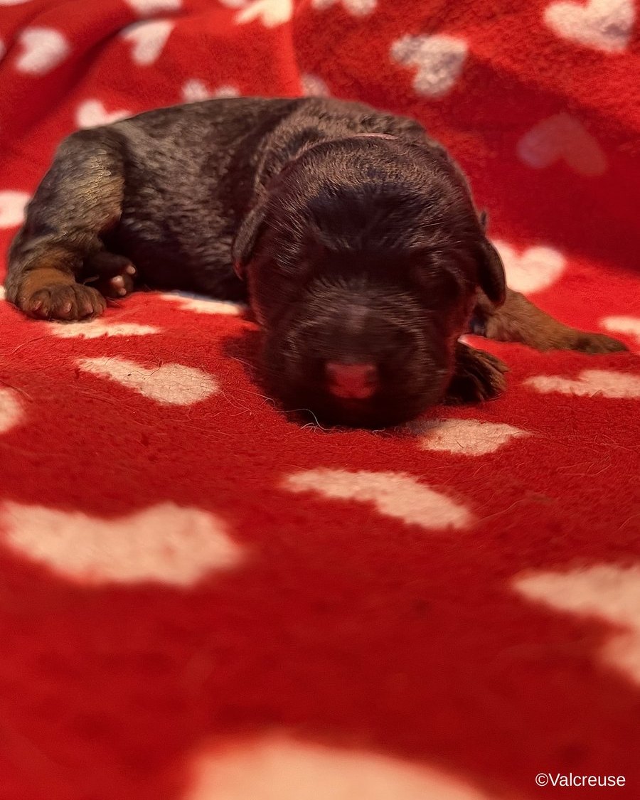 Bonnie, chiot Berger Allemand LOF femelle au collier rose, portée Utopie x Ragnar, à 2 jours
