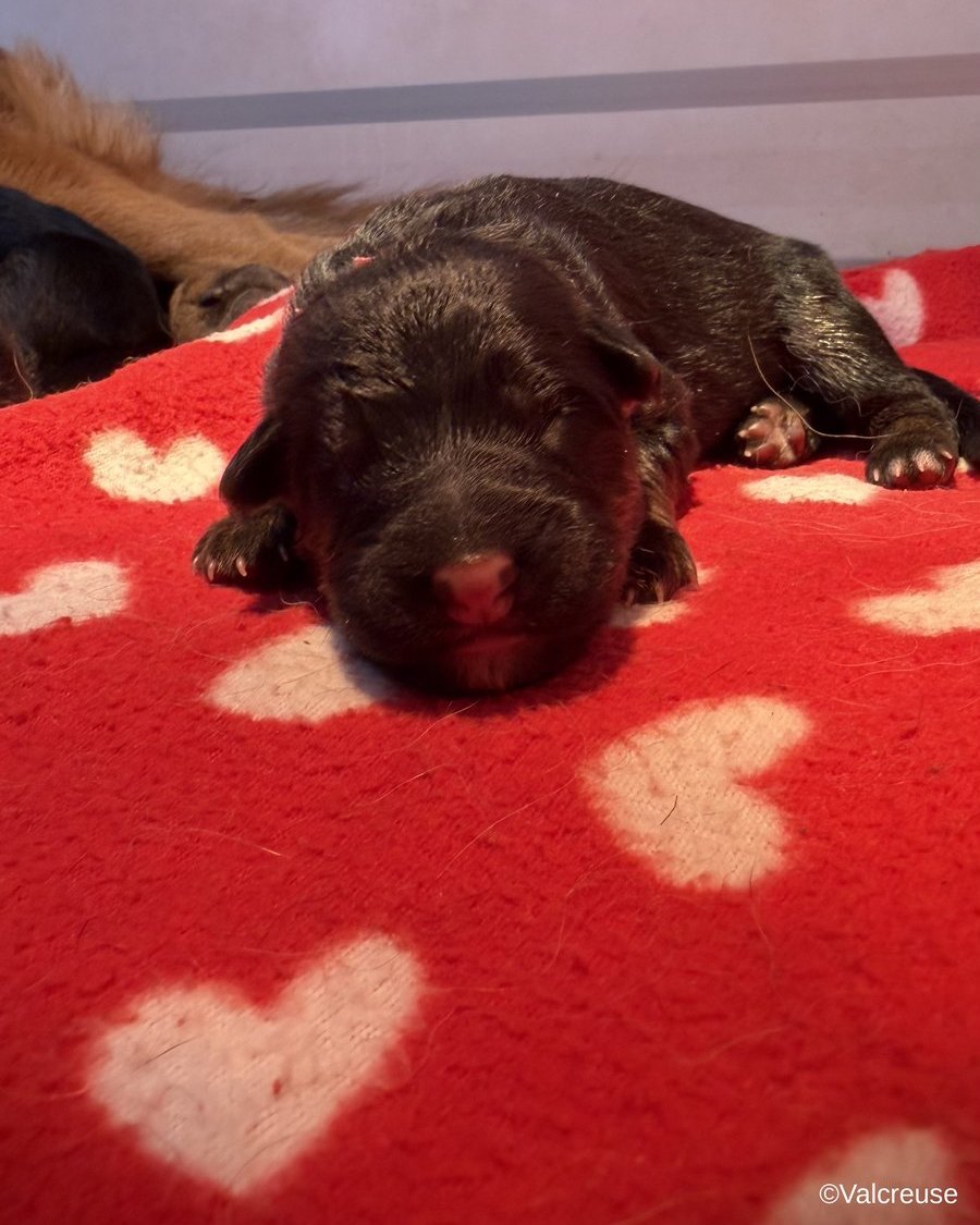 Bora, chiot Berger Allemand LOF femelle au collier fuchsia, portée Utopie x Ragnar, à 2 jours
