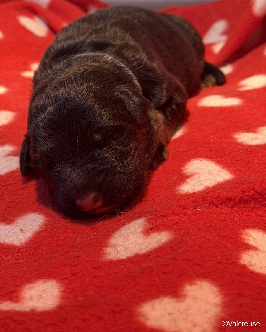 Boston, chiot Berger Allemand LOF mâle au collier bleu, portée Utopie x Ragnar, à 2 jours