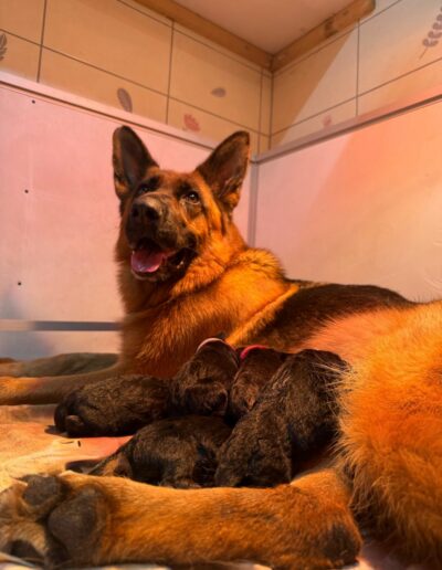 Utopie veille sur sa portée de chiots Berger Allemand nouveau-nés