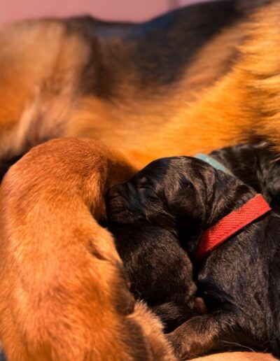 Utopie entourée de ses chiots Berger Allemand nouveau-nés