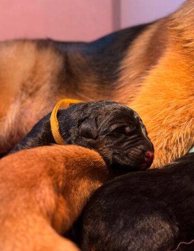 Chiot Berger Allemand nouveau-né au collier jaune endormi contre Utopie