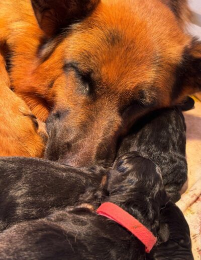 Utopie endormie, la tête posée contre ses chiots nouveau-nés