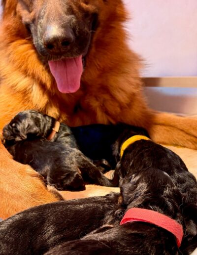 Utopie et ses chiots nouveau-nés aux colliers de couleur