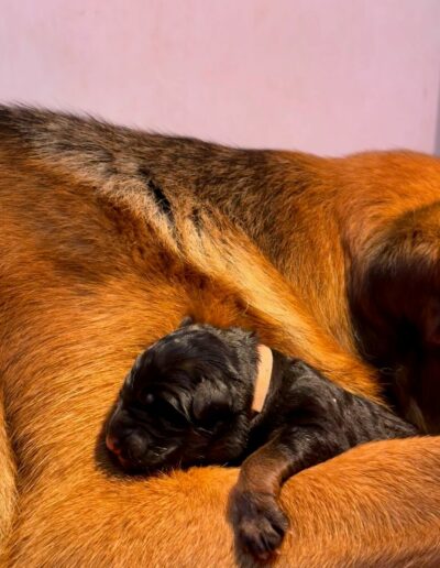 Chiot Berger Allemand nouveau-né endormi sur le flanc d'Utopie