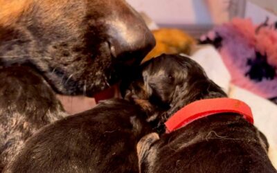 Chiots Berger Allemand LOF nés le 17 octobre 2026 : Utopie x Ragnar