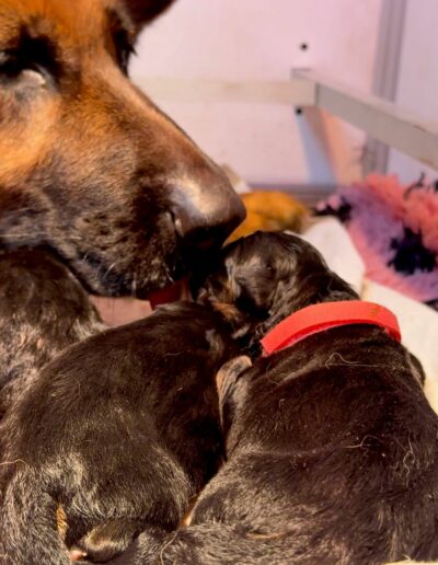 Utopie lèche un de ses chiots nouveau-nés