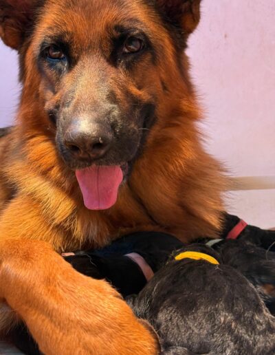 Chiot Berger Allemand nouveau-né endormi contre sa mère Utopie